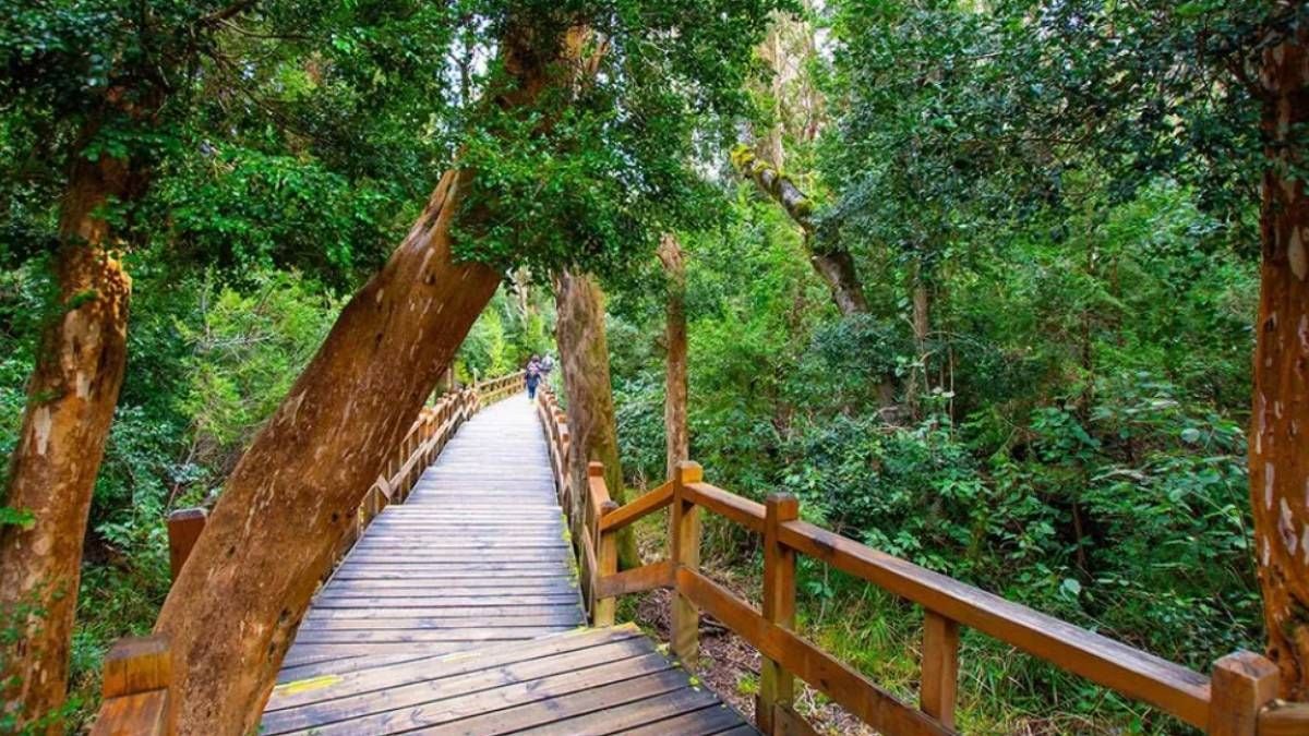 Quetrihué, un bosque de cortezas coloridas a orillas del Nahuel Huapi