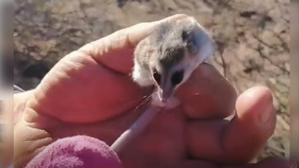 Una comadreja en la leña, una familia en Cutral Co y un recordatorio que nunca sobra