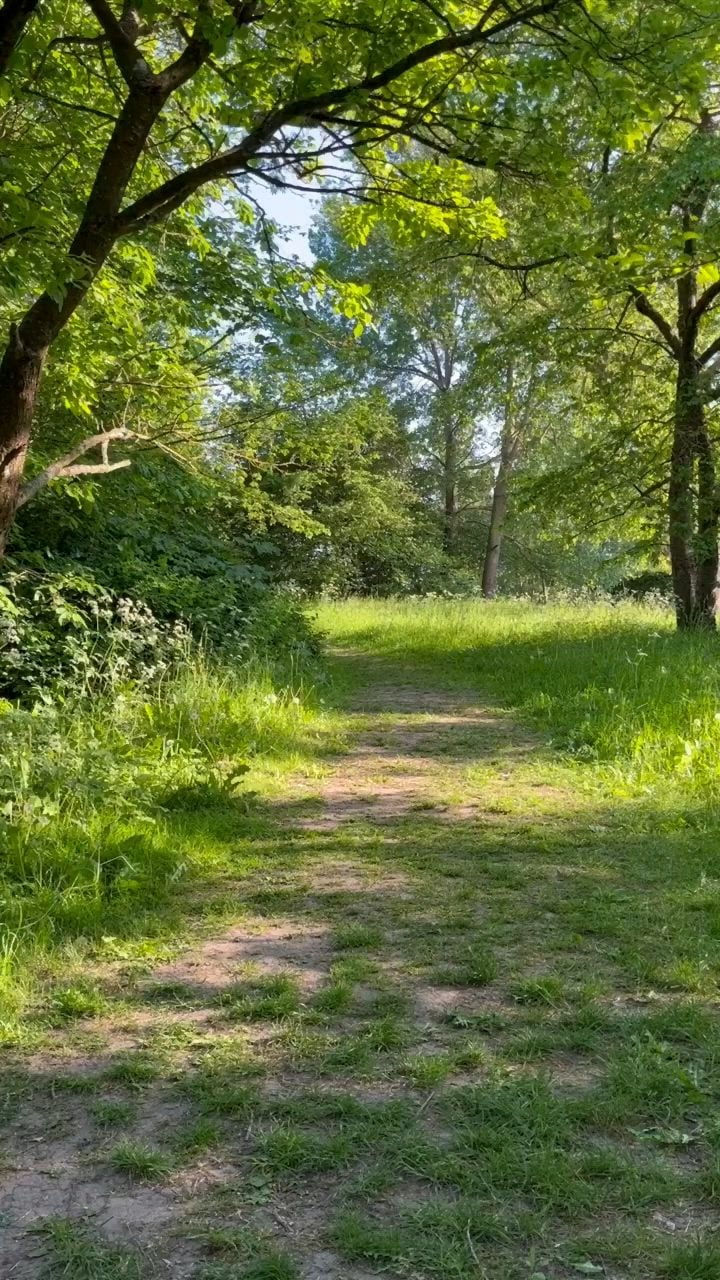 El arte de caminar entre árboles sin apuro: el baño de bosque que mejora tu salud