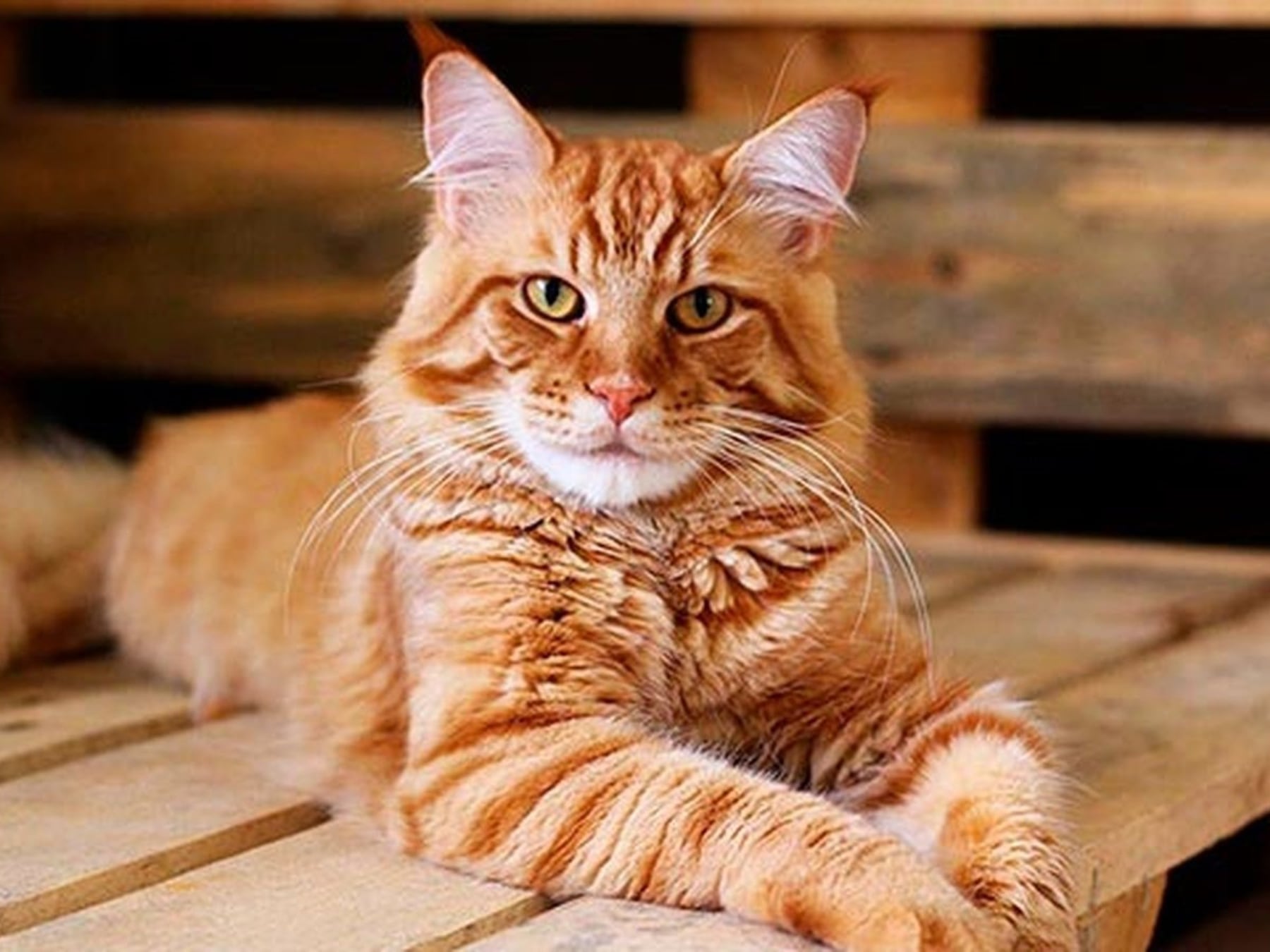 El gato se ganó un lugar propio en la mesa de los argentinos: por qué cada vez más hogares lo eligen para compartir la vida cotidiana