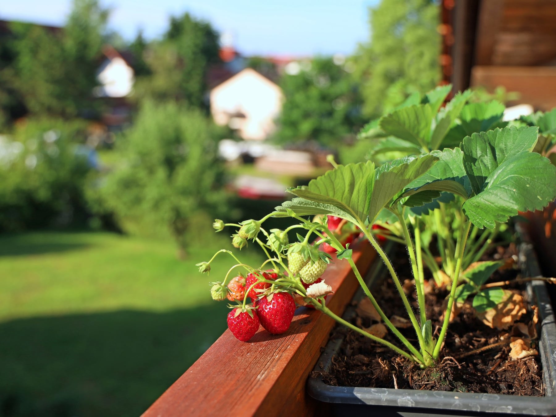 Cómo armar una huerta de primavera que conviva con el jardín y aproveche mejor el espacio