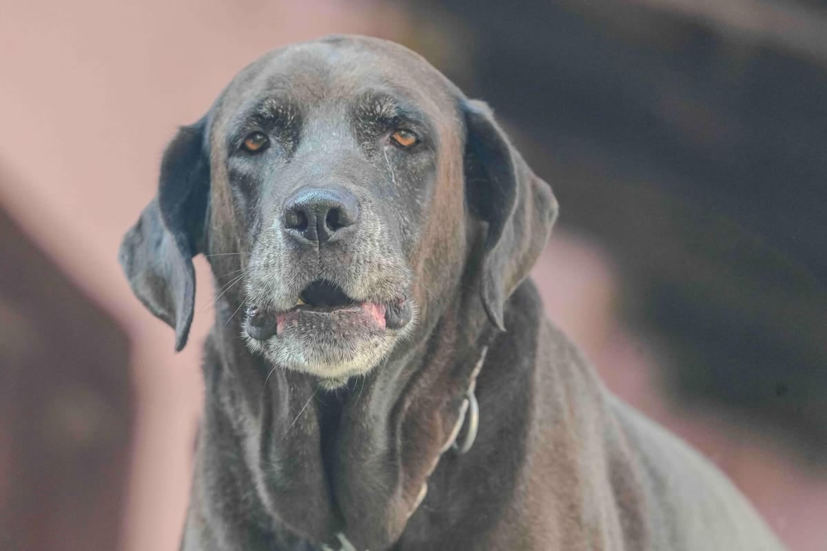En El Chaltén, tener mascota se paga en litros de nafta y suma una patente cada año