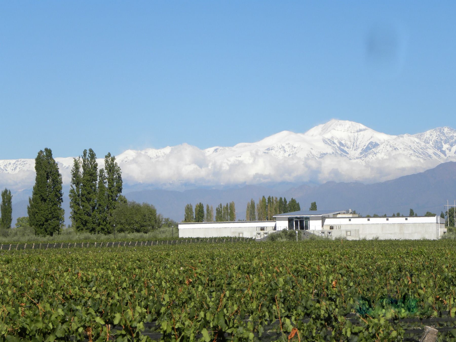 Chacras de Coria: el pueblo mendocino que ya no se atraviesa, se disfruta