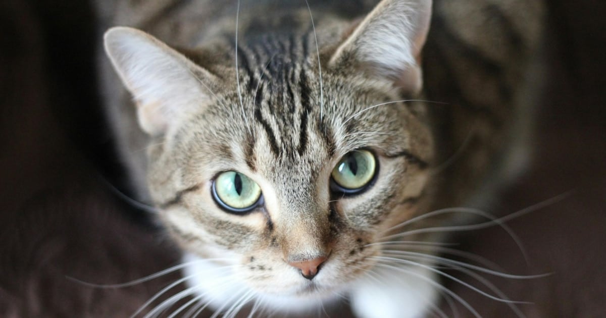 Un parásito intestinal enciende la alarma sanitaria: el 6,3% de los gatos analizados porta Giardia y casi dos de cada diez gatos infectados tienen cepas transmisibles al humano