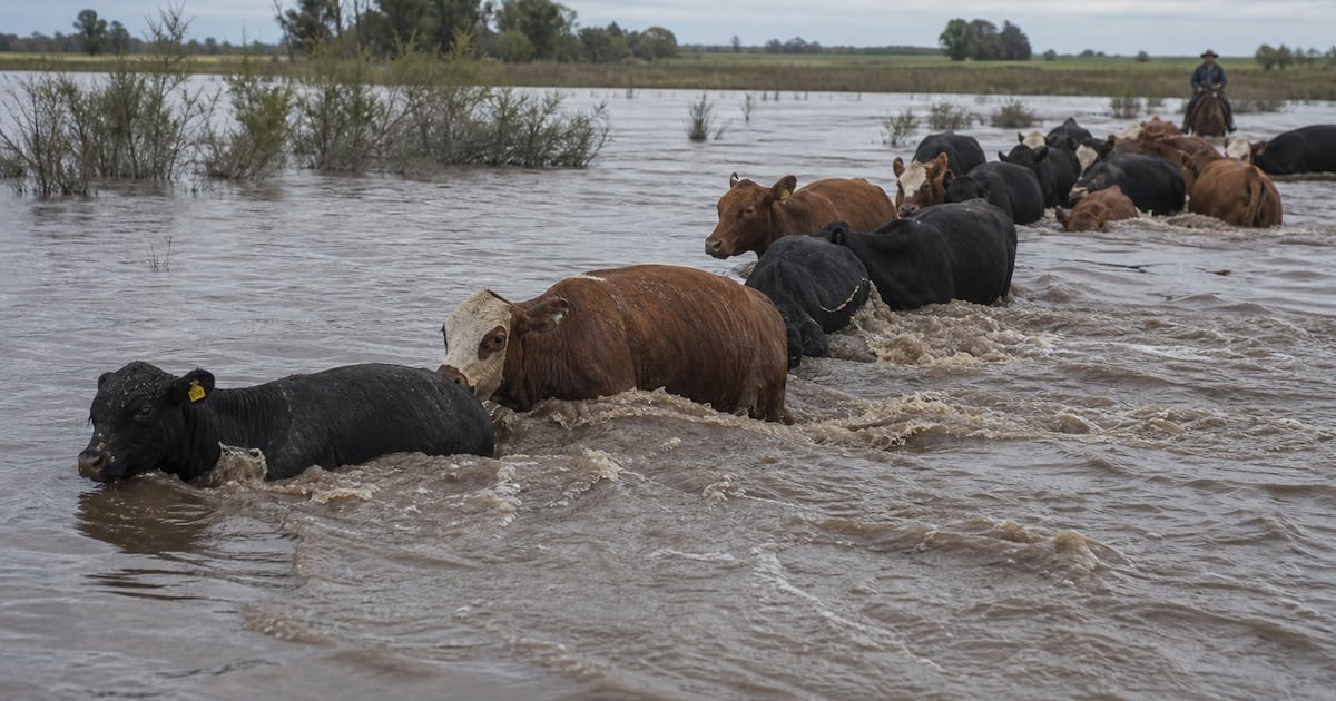 La crecida que se lleva el ganado y empieza a empujar el precio de la carne