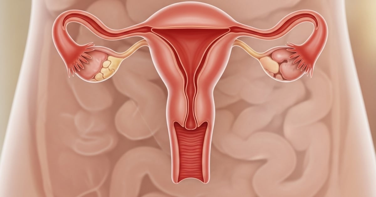 El ovario no se jubila: un estudio muestra que sigue trabajando décadas después de la menopausia
