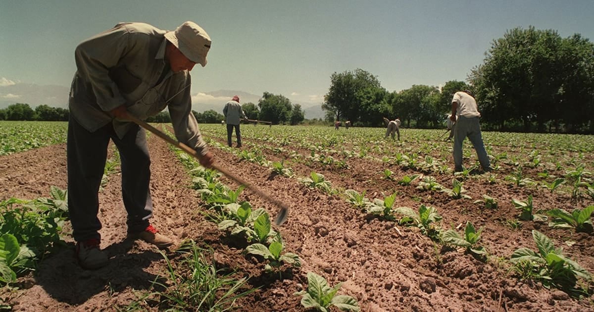 El agro mantiene por un año más el piso de asignaciones familiares equivalente a la AUH para su mano de obra temporaria