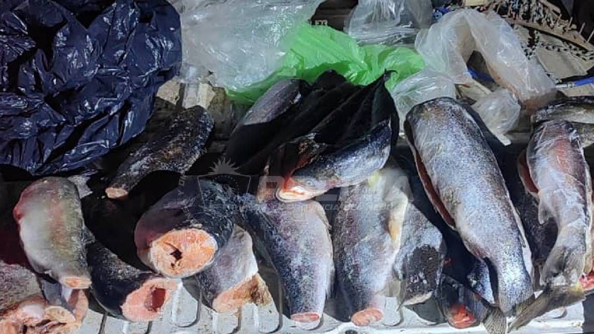 Pescá tranquilo: lo que hay que saber antes de que arranque la temporada en la Patagonia neuquina